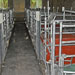 成都金崍農牧養豬場采用的萬春機械母豬產床