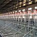成都金崍農牧養豬場采用的萬春機械自動飼料線